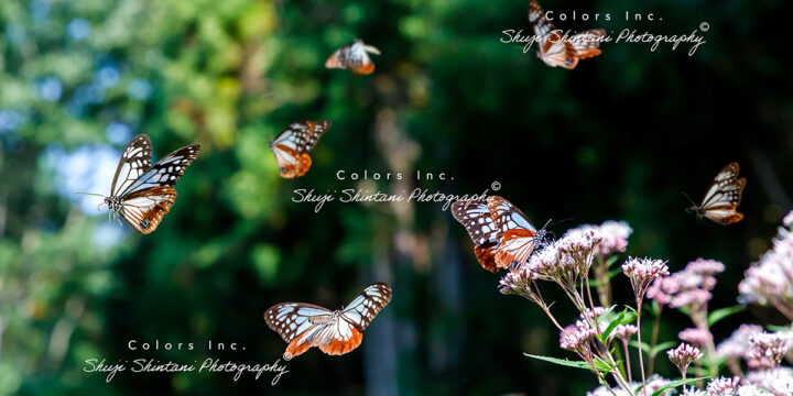旅する蝶アサギマダラ